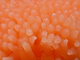 Tubulifera arachnoidea (Synonym: Tubifera ferruginosa) ist im jungen Zustand zuerst weiß, dann orangerot bis scharlachrot und erinnert in dieser Phase an eine Himbeere. Vor der Reife dann dunkelbraun bis schwarz.